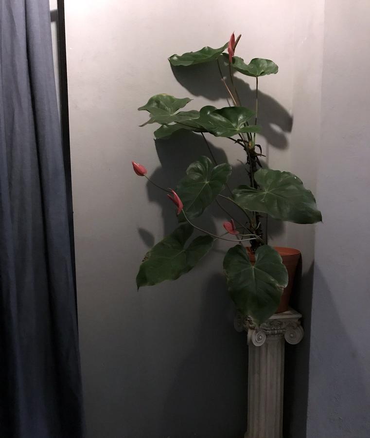 Colonia Americana Two Level Loft Guadalajara Ngoại thất bức ảnh